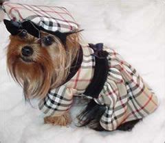 raza de perro burberry